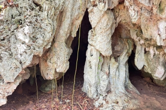 Roatan East End Tour – Saint Helene & Mangroves